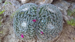 Mammillaria perbella