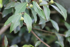 Ficus vasculosa