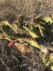Opuntia cymochila