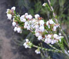 Erica verecunda
