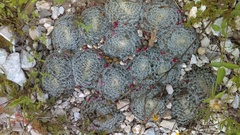 Mammillaria perbella