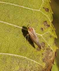 Omolicna