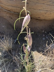 Asclepias engelmanniana