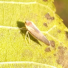 Omolicna