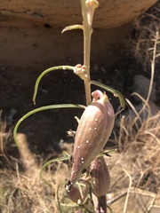 Asclepias engelmanniana