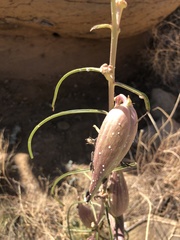Asclepias engelmanniana