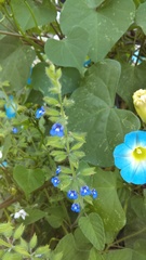 Salvia podadena