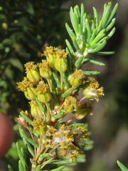 Euryops nodosus