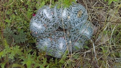 Mammillaria perbella