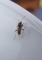 Nysius vinitor