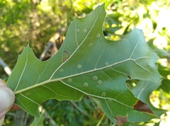 Polystepha quercifolia