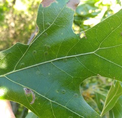 Polystepha quercifolia