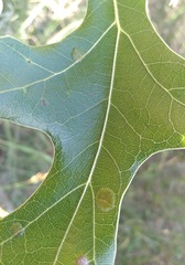 Polystepha quercifolia