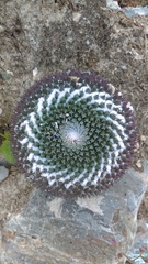 Mammillaria pseudocrucigera