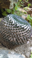 Mammillaria pseudocrucigera