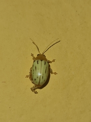 Blepharida