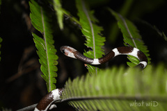 Lycodon subannulatus