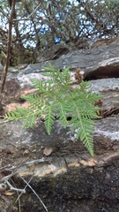 Cheilanthes leucopoda
