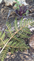 Cheilanthes leucopoda