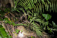 Lycodon subannulatus