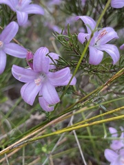 Philotheca reichenbachii