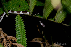 Lycodon subannulatus