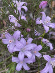 Philotheca reichenbachii