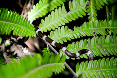 Lycodon subannulatus