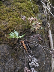 Doryopteris decipiens