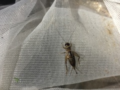 Modicogryllus consobrinus