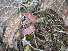 Adromischus triflorus