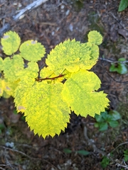 Amelanchier cusickii