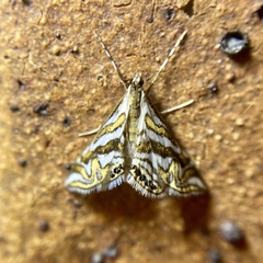 Anydraula glycerialis