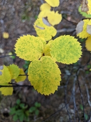 Amelanchier cusickii