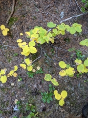 Amelanchier cusickii