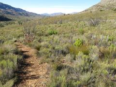 Paranomus bracteolaris