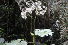Begonia parviflora
