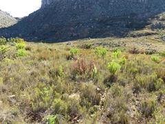 Paranomus bracteolaris