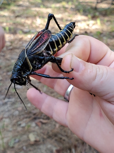 Eastern Lubber Grasshopper, Tishomingo County, US-MS, US, photo 6 of 10