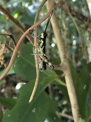 Traulia ornata iriomotensis