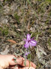 Thysanotus thyrsoideus
