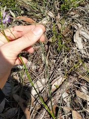 Thysanotus thyrsoideus