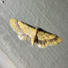 Idaea trypheropa