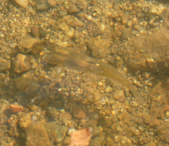 Fundulus rathbuni