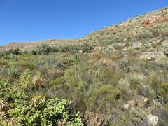 Rafnia amplexicaulis