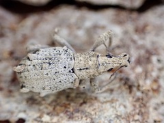 Eurynotia enysi