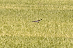Falco tinnunculus