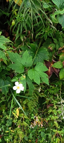 Image of Eriocapitella vitifolia by (c) Ramnarayan K, some rights reserved (CC BY)