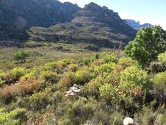 Rafnia amplexicaulis