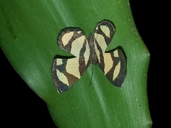 Baeotis zonata